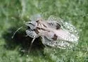 Western Sycamore Lacebug - photo 4