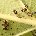 Hawthorn Lace Bug