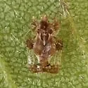 Hawthorn Lace Bug - photo 2