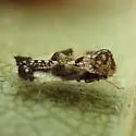 Hawthorn Lace Bug - photo 3