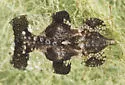 Hawthorn Lace Bug - photo 4