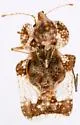 Hawthorn Lace Bug - photo 5