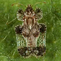 Willow Lace Bug
