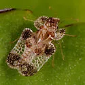 Willow Lace Bug - photo 2