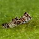 Willow Lace Bug - photo 3