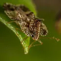 Willow Lace Bug - photo 4
