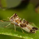 Willow Lace Bug - photo 5