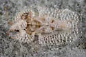 Corythucha eriodictyonae - photo 3