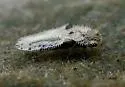 Corythucha eriodictyonae - photo 5