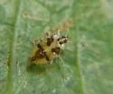 Cotton Lace Bug