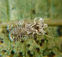 Cotton Lace Bug - photo 2
