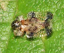 Corythucha heidemanni