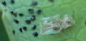 Toyon Lace Bug