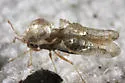 Toyon Lace Bug - photo 2