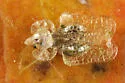 Toyon Lace Bug - photo 3