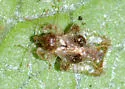 Toyon Lace Bug - photo 4