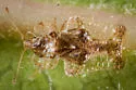 Toyon Lace Bug - photo 5
