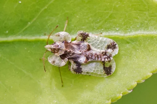 Walnut Lace Bug - photo 2