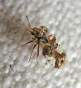 Corythucha melissae