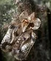 Corythucha mollicula