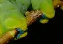 Corythucha mollicula - photo 2