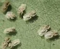 Corythucha montivaga