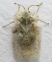 Corythucha montivaga - photo 2