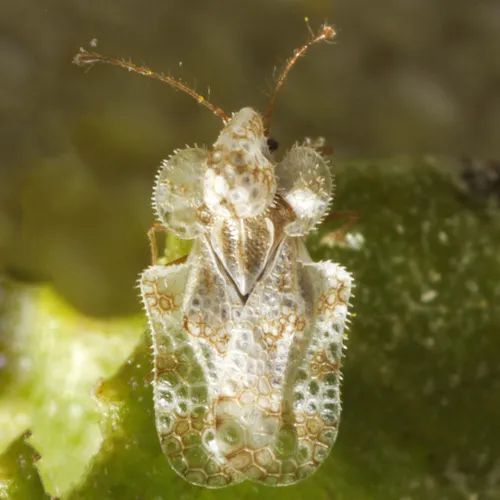 Morrill Lace Bug - photo 2