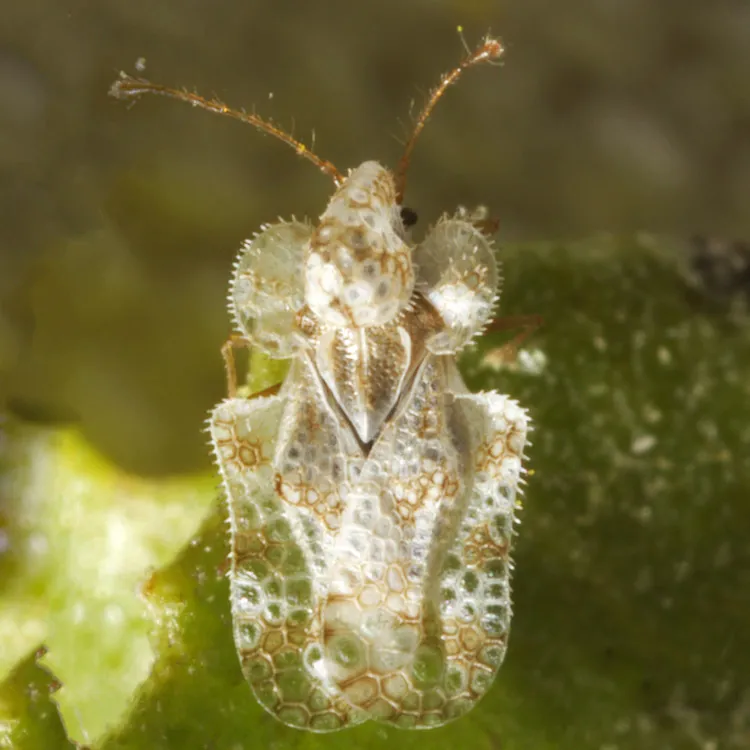 Morrill Lace Bug - photo 3