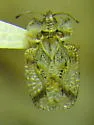 Corythucha obliqua