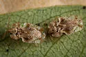 Corythucha obliqua - photo 3