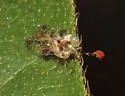 Birch Lace Bug