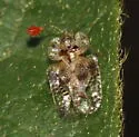 Birch Lace Bug - photo 2