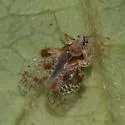 Birch Lace Bug - photo 3