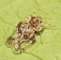 Birch Lace Bug - photo 4