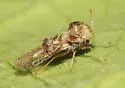 Birch Lace Bug - photo 5