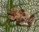 Alder Lace Bug