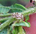 Alder Lace Bug - photo 2