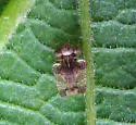 Alder Lace Bug - photo 3