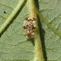 Alder Lace Bug - photo 4