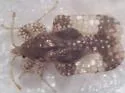 Alder Lace Bug - photo 5
