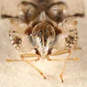 Corythucha pruni