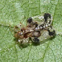 Corythucha pruni - photo 2