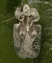 Corythucha salicata