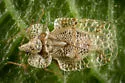 Corythucha salicata - photo 2
