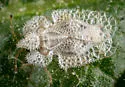 Corythucha spinosa