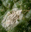 Corythucha spinosa - photo 2