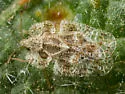 Corythucha spinosa - photo 4