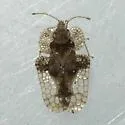 Elm Lace Bug