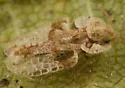 Elm Lace Bug - photo 2